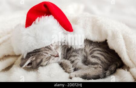 Christmas Kitten in santa claus hat sleeping curled up on soft fluffy white plaid. Christmas gray tabby cat New Year cat sleeping. Cozy cat sleep Stock Photo
