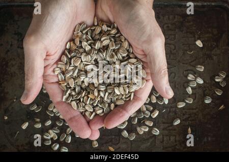 Closeup of male hands holding harvested raw sunflower seeds in the shell.  Bird, squirrel, chipmunk food. Stock Photo