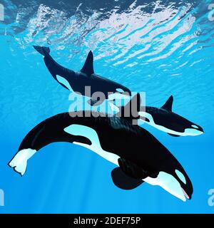 Killer Whale Trio - Three male bull Orca whales swim together near the surface of the ocean waves. Stock Photo
