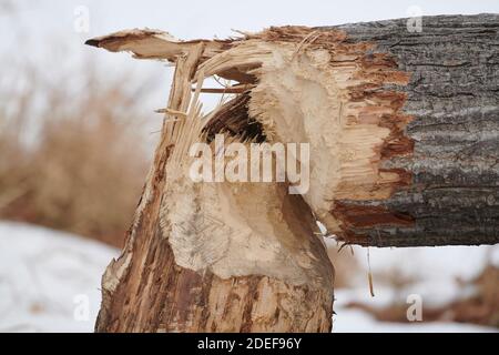 Tree felled by beaver, Calgary, Alberta, Canada Stock Photo