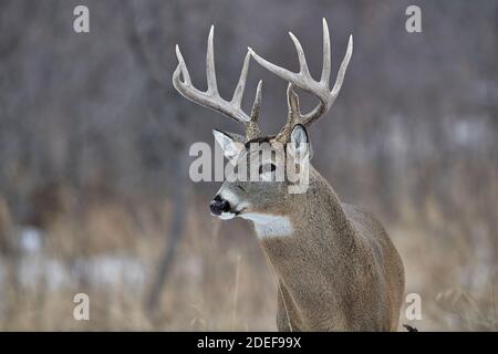 White-tailed deer (Odocoileus virginianus) stag  with full growth antlers, Calgary, Alberta, Canada