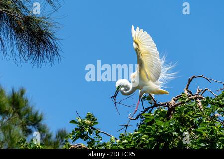 Eastern great egret (Ardea modesta) standing on foliage carrying a twig for nest building in breeding season, Queensland Australia Stock Photo