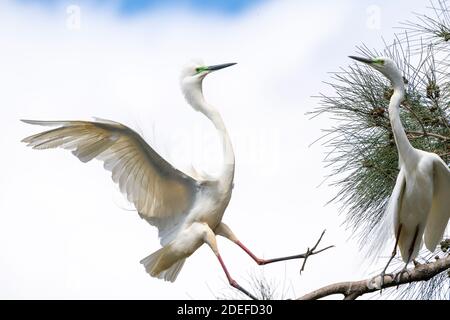 Aggressive display by two Eastern great egrets (Ardea modesta) on branch during territorial dispute during breeding season, Queensland Australia Stock Photo