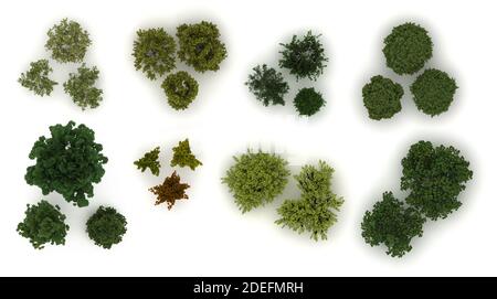 top view of hackberry tree isolated on white background Stock Photo - Alamy