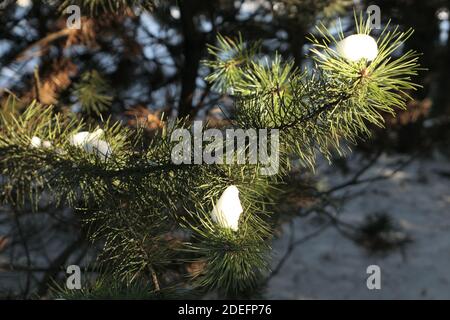 Closeup of green coniferous branch with patches of white snow  in the background of snow covered ground in winter in Lithuania Stock Photo