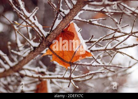 Maple fallen leaf on tree brunches covered with first snow Stock Photo