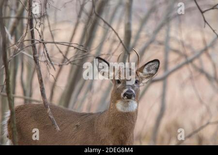 male white-tailed deer in autumn Stock Photo