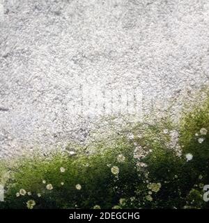 Cement Wall with green fungus Stock Photo