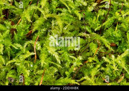 A closeup image of Andreaeopsida moss, wet from a recent rain, on a rock in the Adirondack Mountains, NY USA wilderness in early winter. Stock Photo