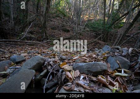 panoramic view of the forest undergrowth in Tuscany with rocks and dry fallen leaves on the foreground Stock Photo