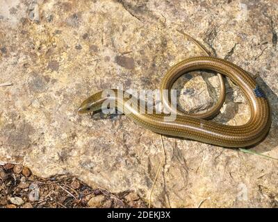 western three toed skink, chalcides striatus in spain Stock Photo