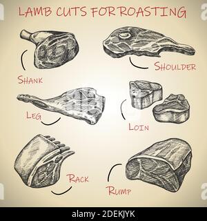 Vector hand drawn meat set for lamb cuts for roasting. Stock Vector