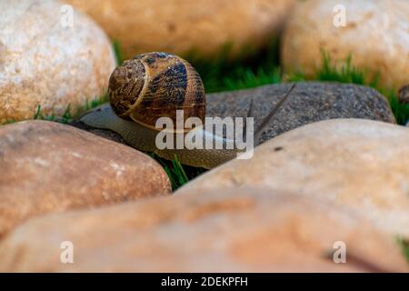 Big snail in shell crawling on road, summer day in garden Stock Photo