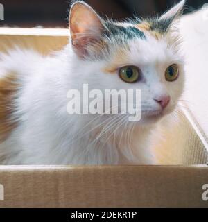 A white and red cat is sitting in a cardboard box Stock Photo