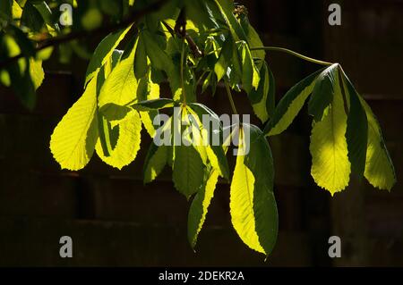 Horse Chestnut leaves Stock Photo
