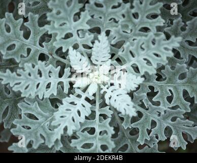 Leaves of Jacobaea maritima, commonly known as silver ragwort natural floral macro background Stock Photo