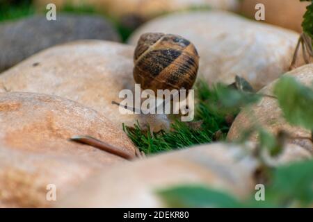 Big snail in shell crawling on road, summer day in garden Stock Photo