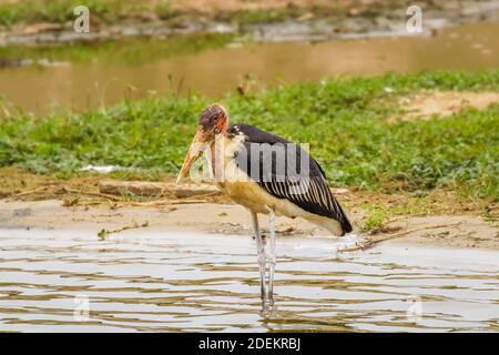 Marabou stork (Leptoptilos crumeniferus), Queen Elizabeth National Park, Uganda. Stock Photo