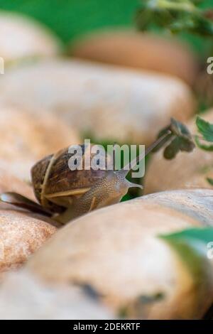 Big snail in shell crawling on road, summer day in garden Stock Photo