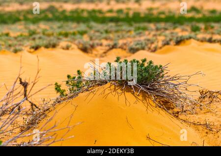 Panorama of the semi-desert with withered grass. Stock Photo