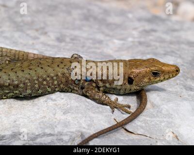 hellenolacerta greaca, greek rock lizard, lacerta greaca in greece Stock Photo