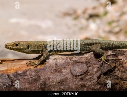 hellenolacerta greaca, greek rock lizard, lacerta greaca in greece Stock Photo