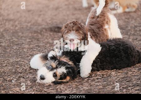 A closeup shot of two cute puppies playing at a park Stock Photo