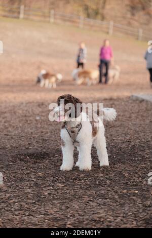 A vertical shot of a cute labradoodle puppy walking in a dog park Stock Photo