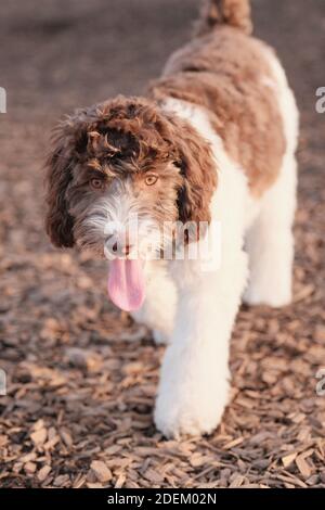 A vertical shot of a cute labradoodle puppy walking in a dog park Stock Photo