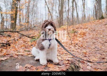An adorable fluffy labradoodle posing in a forest Stock Photo