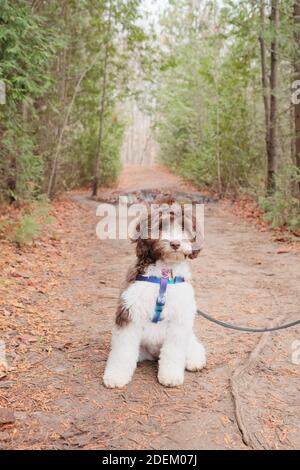 A vertical shot of an adorable fluffy labradoodle posing in a forest Stock Photo