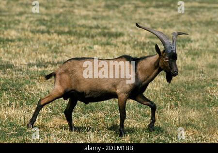 Alpine Chamoisee Goat, a French Breed, Billy Goat Stock Photo