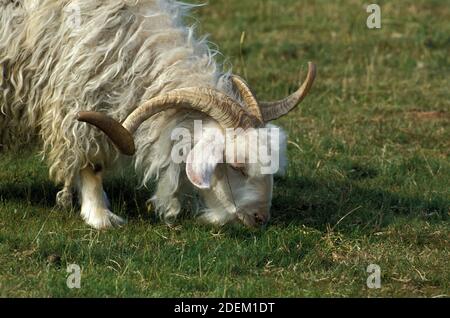Angora Goat, Breed Producing Mohair Wool, Billy Goat Stock Photo