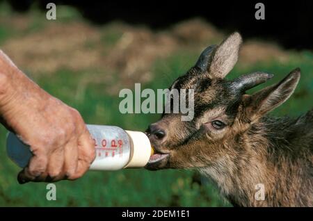 Man with a Baby Bottle of Milk, Feeding a Baby Goat Stock Photo