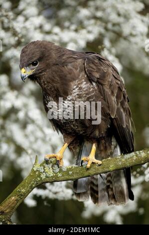 Common Buzzard, buteo buteo, Adult standing on Branch, Normandy Stock Photo