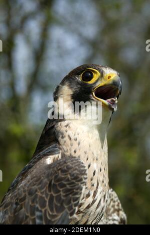Peregrine Falcon, falco peregrinus, Portrait of Adult, Calling Stock Photo