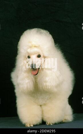 BLACK GIANT POODLE, ADULT STANDING ON GRASS Stock Photo - Alamy