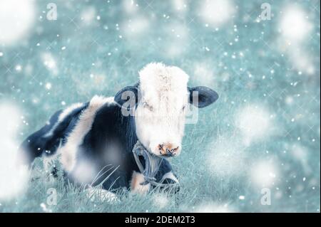 purebred bull with black spots and a white head is lying in a field in the snow. Symbol of the year 2021 Bull. copy space. Stock Photo