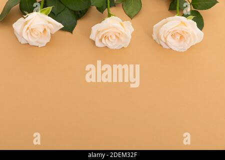 Three white roses at the top on orange background Stock Photo