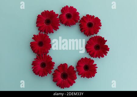 Red gerbera flowers arranged in circle on blue background Stock Photo