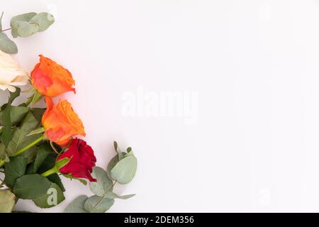 Three red and orange roses with green leaves on white background Stock Photo