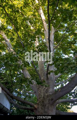 A large beautiful canopy of old plane trees. The tree is more than thirty years old. Beneath it flies a wonderful shade. Stock Photo