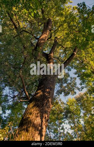 A large beautiful canopy of old plane trees. The tree is more than thirty years old. Beneath it flies a wonderful shade. Stock Photo