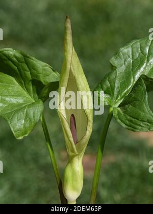 Aronstab ist eine ausdauernde krautige, giftige Pflanze mit einer Knolle als Ueberwinterungsorgan, die zwischen 20 und 40 Zentimeter in die Hoehe waec Stock Photo