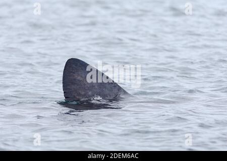 1 - Detailed side profile of a basking shark dorsal fin amongst grey overcast scottish sea water off the shore of the isle of raasay. Cutting water. Stock Photo