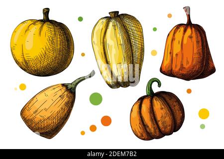 Hand drawn pumpkin set isolated on white background. Vector illustration of a sketch style. Stock Vector