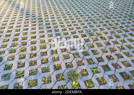 turf block. Eco-friendly coating - concrete lawn grill. Grass sprouted in the intervals of paving slabs. Top view, texture Stock Photo