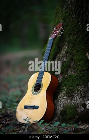 Acoustic Guitar, Leans on the Tree, Music Theme with Acoustic Guitar Stock Photo