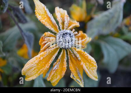 Blumen im Eis ice flowers flowers and herbs covered with hoarfrost Stock Photo