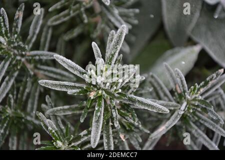 Blumen im Eis ice flowers flowers and herbs covered with hoarfrost Stock Photo